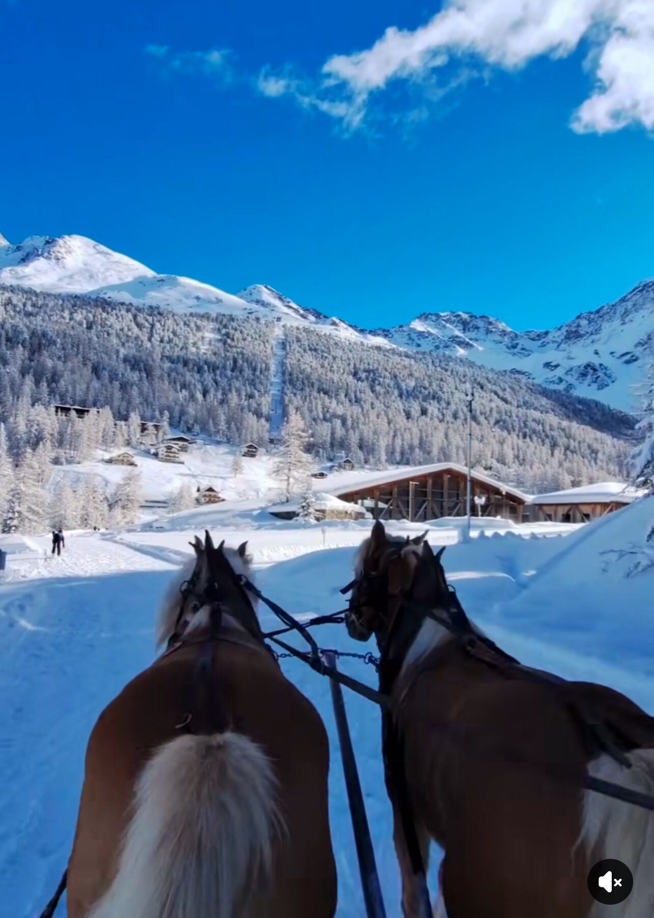 Twee paarden aan elkaar vastgebonden, met een besneeerd landschap en bergen op de achtergrond.