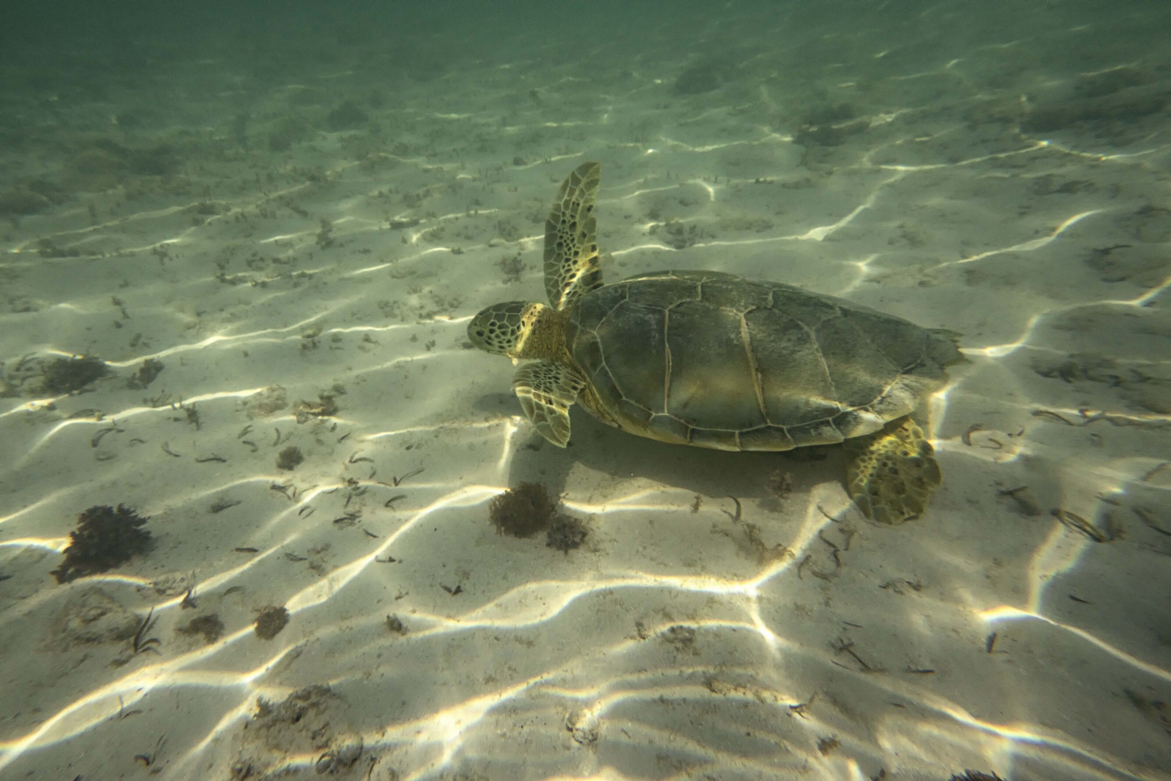 Una tortuga marina nadando en agua cristalina con un fondo marino arenoso y algo de algas.
