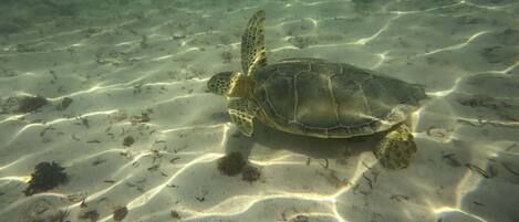Una tortuga marina nadando en agua cristalina con un fondo marino arenoso y algo de algas.