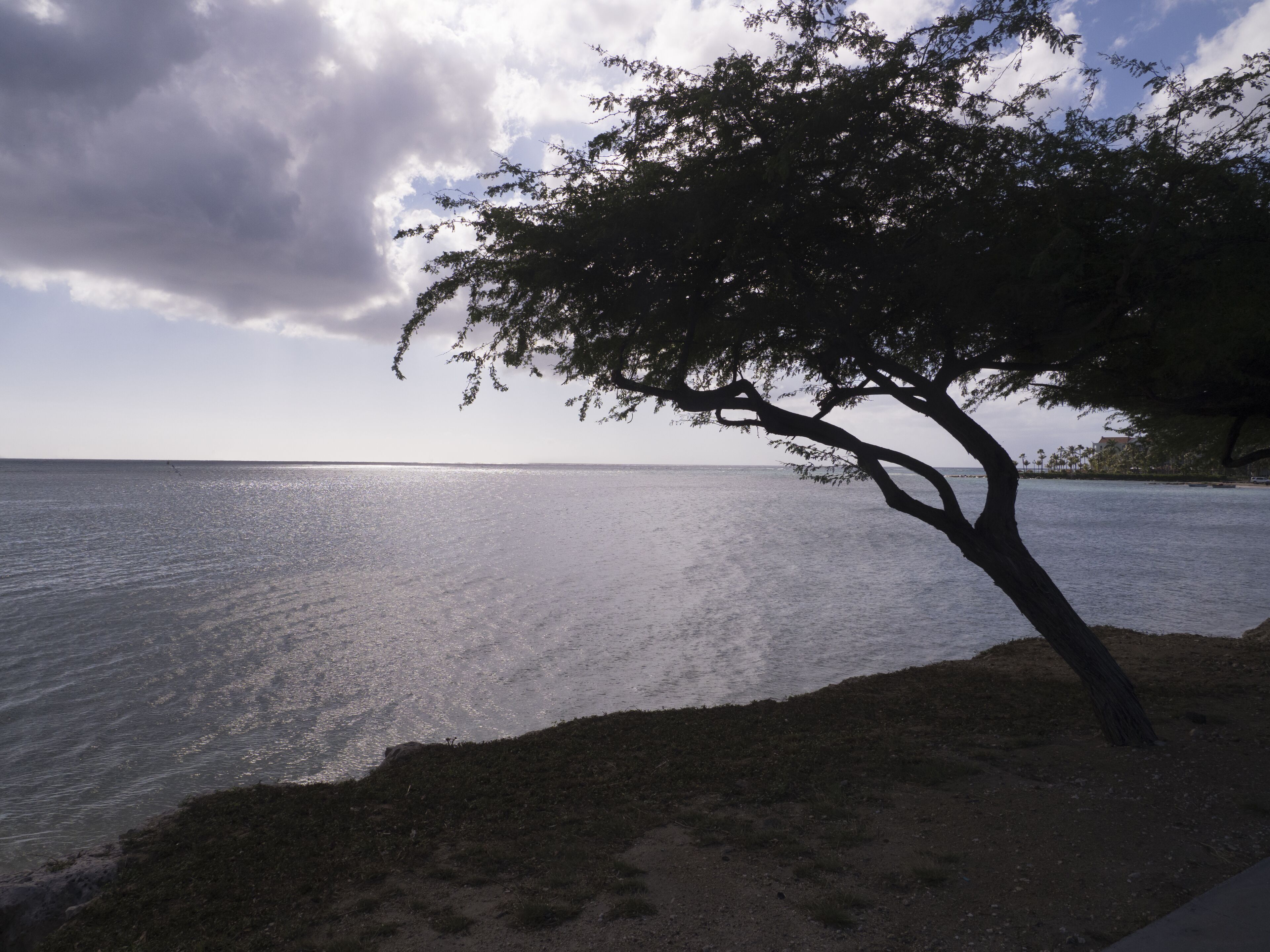 Una spiaggia con un albero sullo sfondo e un mare calmo.