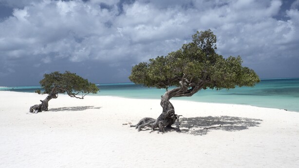Una playa con dos árboles y cielo despejado.