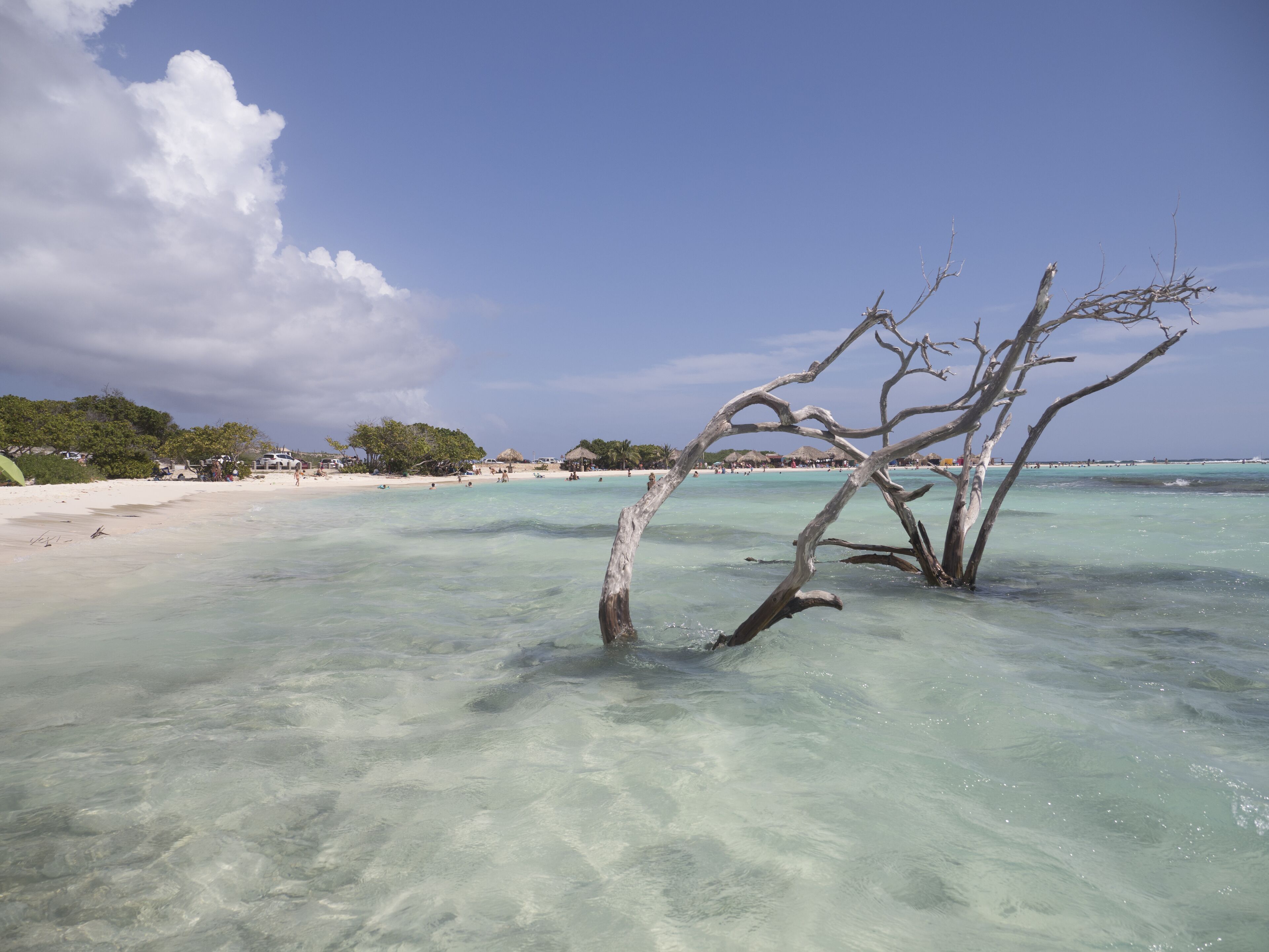 A beach with clear turquoise water, a prominent dead tree in the foreground, and a sandy shore with buildings and vegetation in the background.