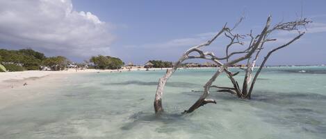 A beach with clear turquoise water, a prominent dead tree in the foreground, and a sandy shore with buildings and vegetation in the background.