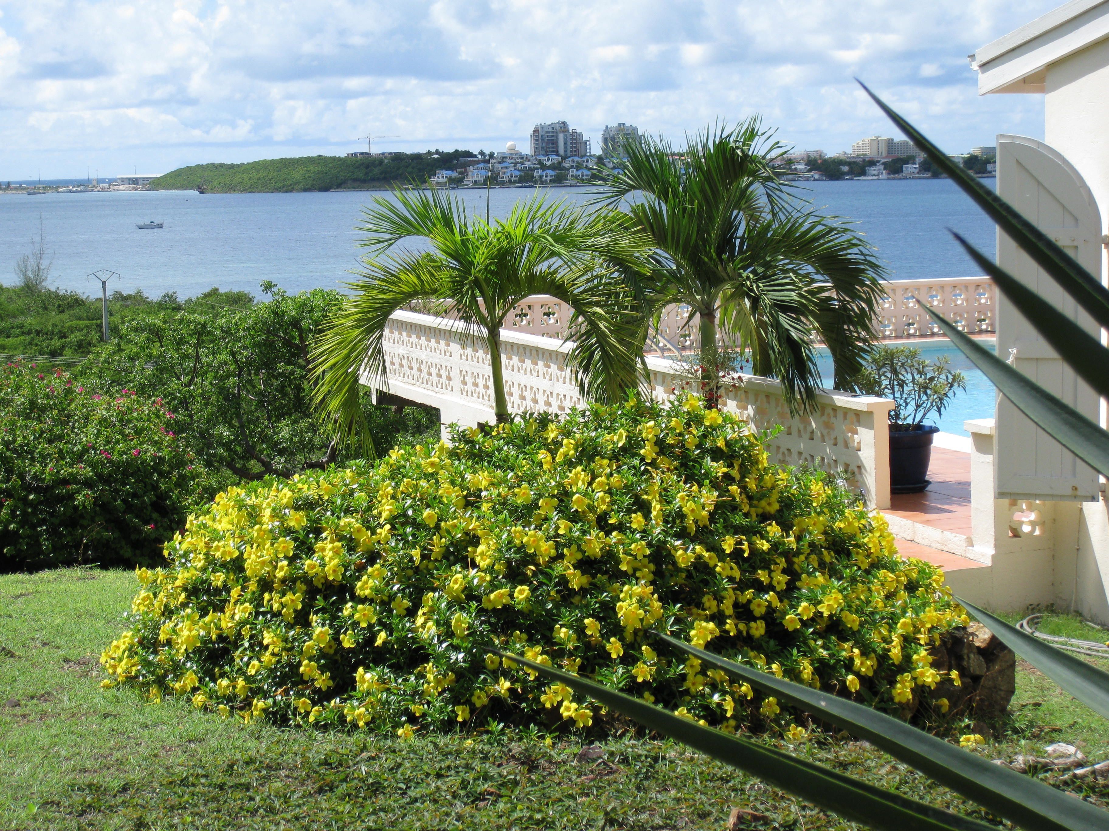 A lush garden with yellow flowers and palm trees, a white fence, and a view of a body of water and buildings in the distance.