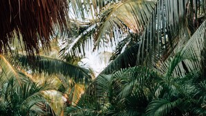 A person lying on a curved, light-colored sofa in a lush, green outdoor setting with palm trees. - Zorba Villa 3, Stunning 3BR Villa with private rooftop patio! Sleeps 8. (Tulum)