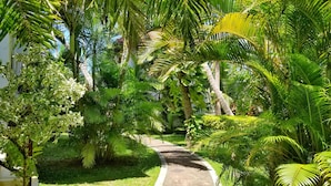 Un sentier bordé d’une végétation tropicale luxuriante, comprenant différentes espèces de palmiers et de fougères.