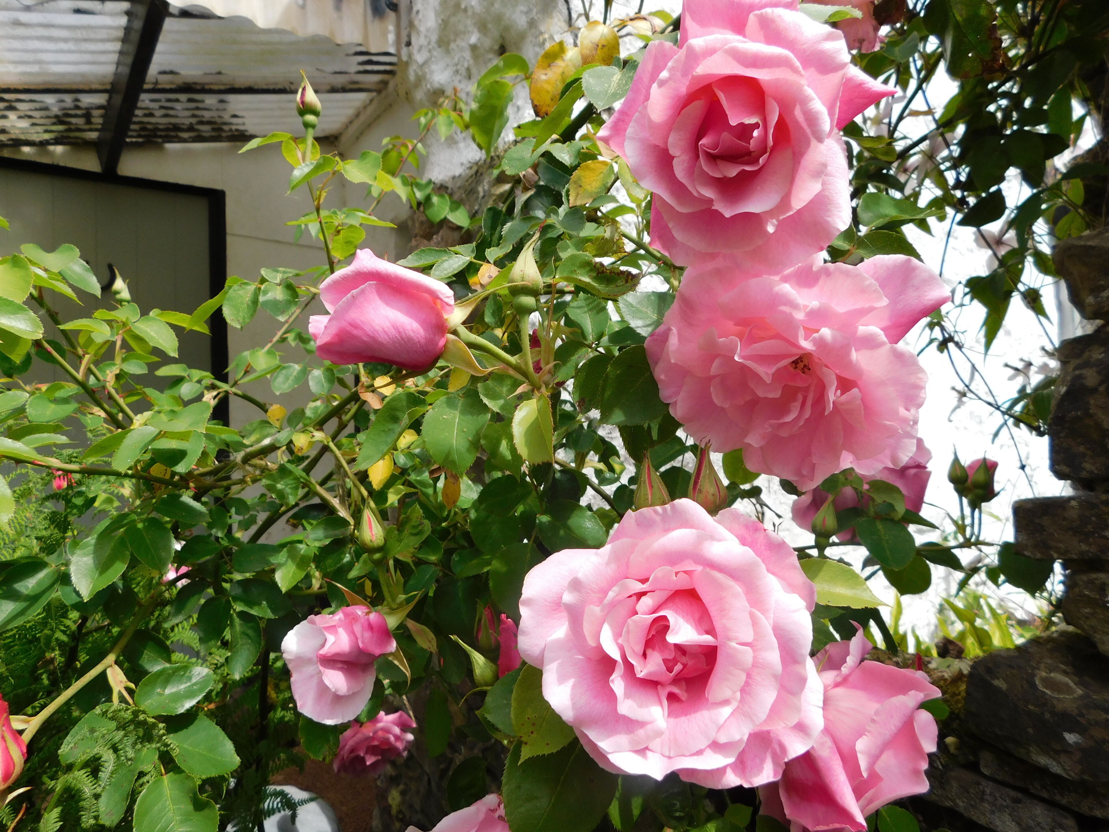 A garden with pink roses and green foliage.