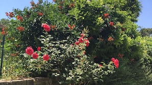 A garden with a variety of plants and flowers, including red roses and other greenery. - Beautiful ground floor villa with swimming pool, Le Pradet (Var)   (Le Pradet)