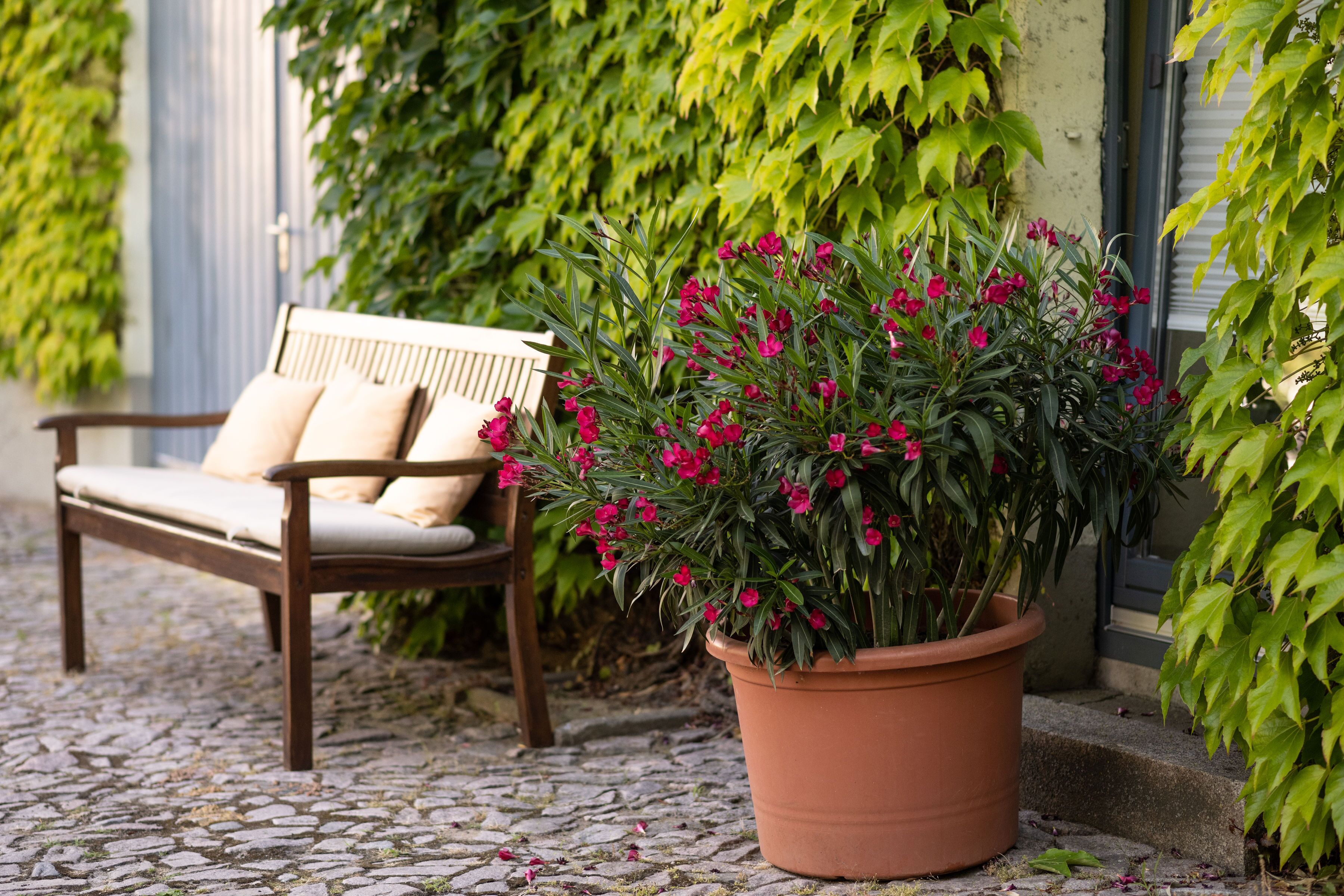 A bench with cushions, a potted plant with pink flowers, and a cobblestone path.