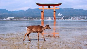 A deer walking on a beach with mountains in the background and a traditional Japanese torii gate. - Guest House COCO Hiroshima - Hostel, Caters to Women (Hiroshima)