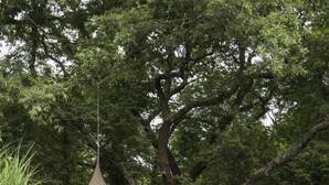 Un jardin avec une piscine, une terrasse en bois, un luminaire suspendu et une clôture en bois.