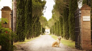 Un chien est assis sur un chemin de gravier, bordé de grands arbres et d’un portail en briques sur lequel est apposée une pancarte.