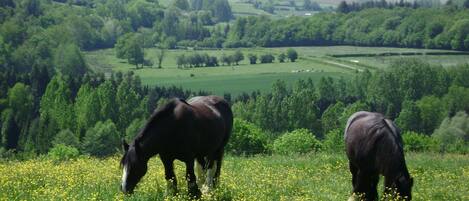 Two horses grazing in a field with a view of a distant building.