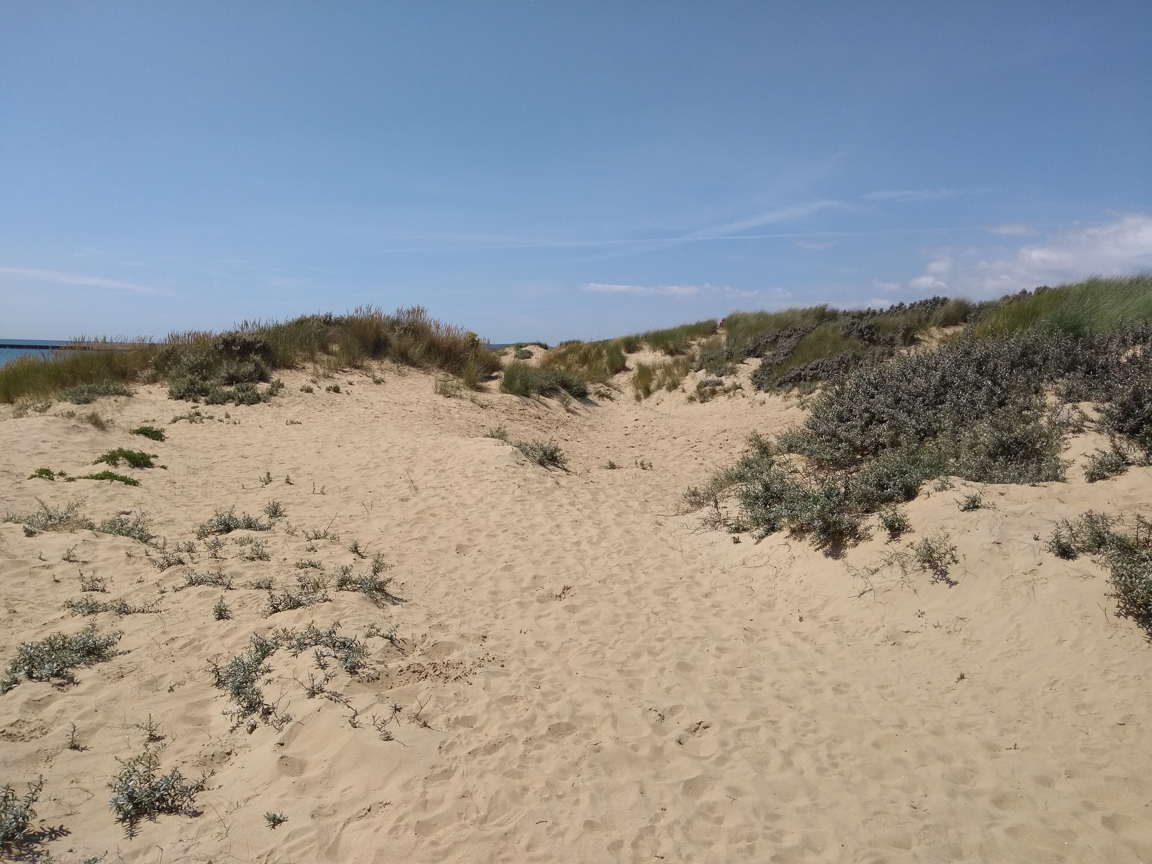 Una playa arenosa con vegetación escasa y dunas.