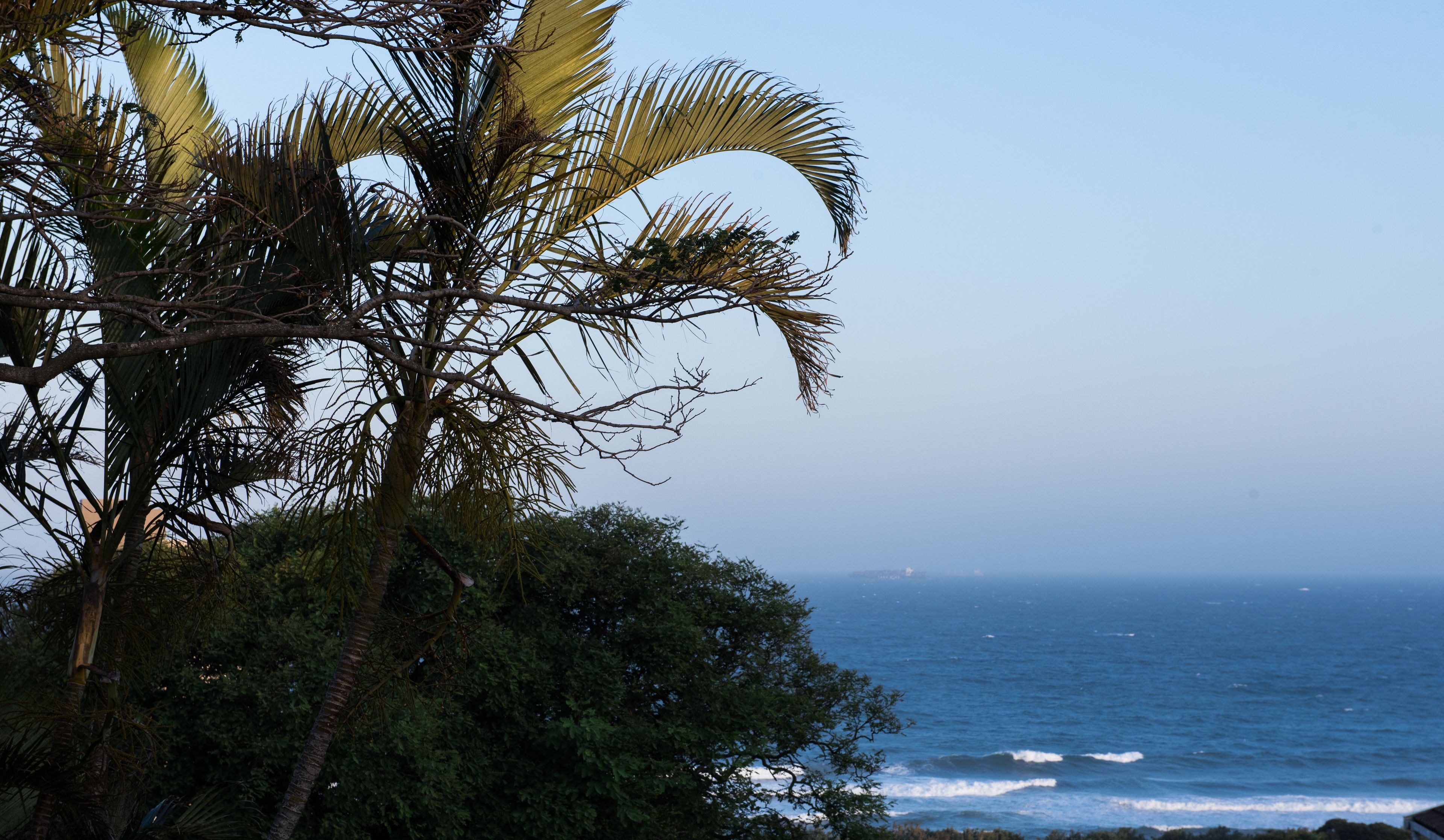 A coastal view with palm trees and the ocean.