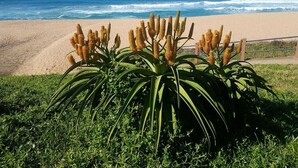 Ein Strand mit grüner Vegetation im Vordergrund und ein Sandstrand mit Ozean und Schiffen im Hintergrund.