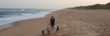 Una playa con una persona paseando dos perros.
