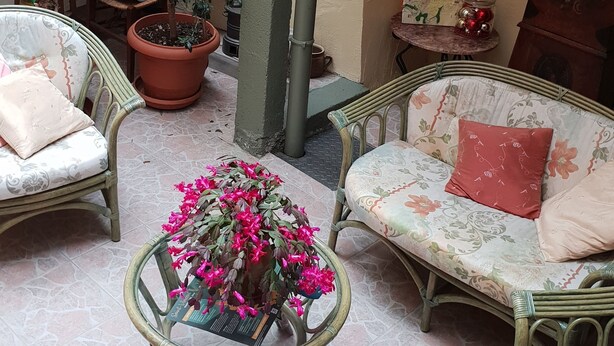 Un espacio al aire libre con mobiliario de mimbre, plantas en macetas y piso de baldosas.