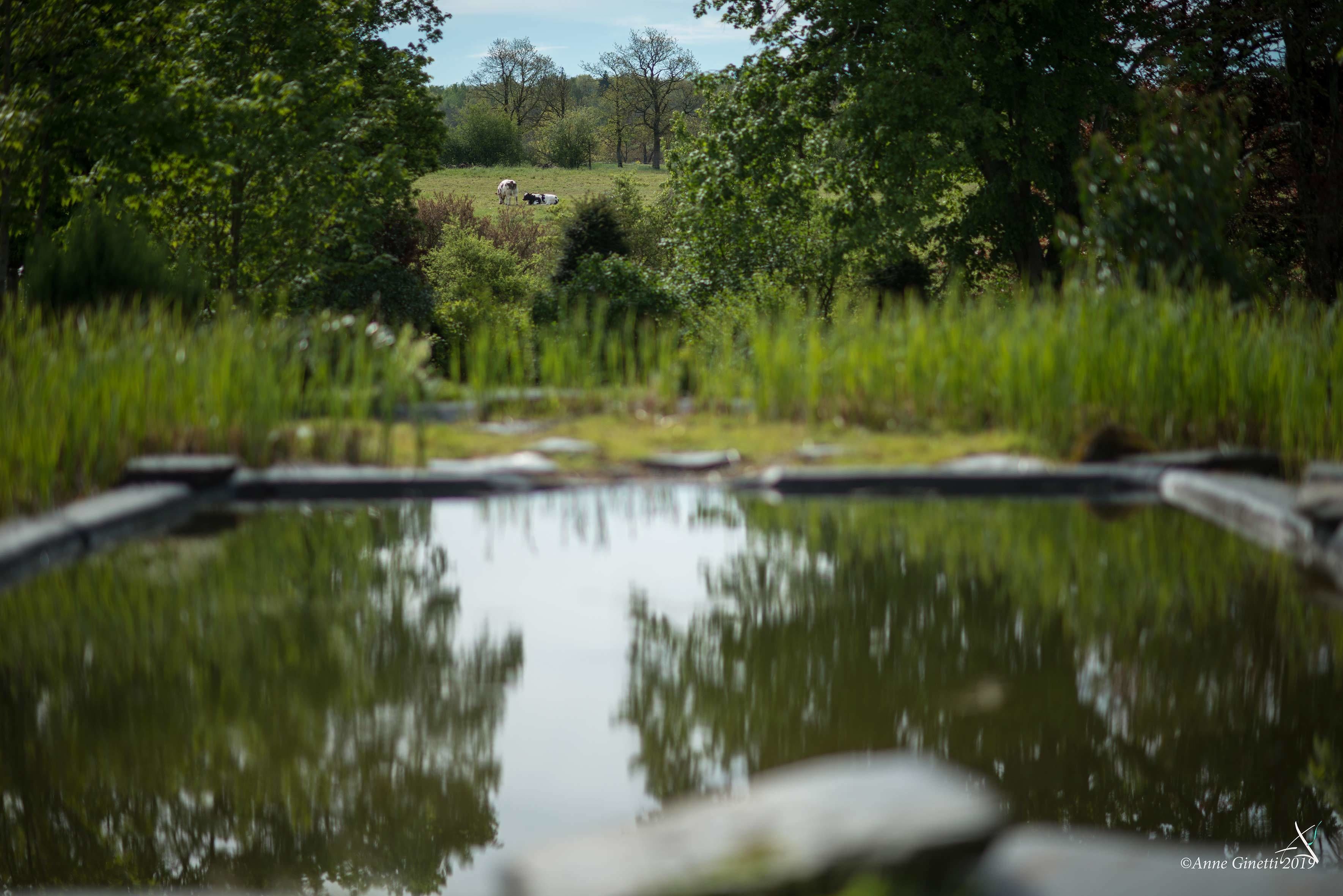 A pond with a reflection of trees and a distant view of a grassy field with cows.