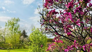 A garden pathway with a tree bearing pink flowers, surrounded by a grassy area and a stone wall. - Ferienwohnung Maedchen (Wunstorf)