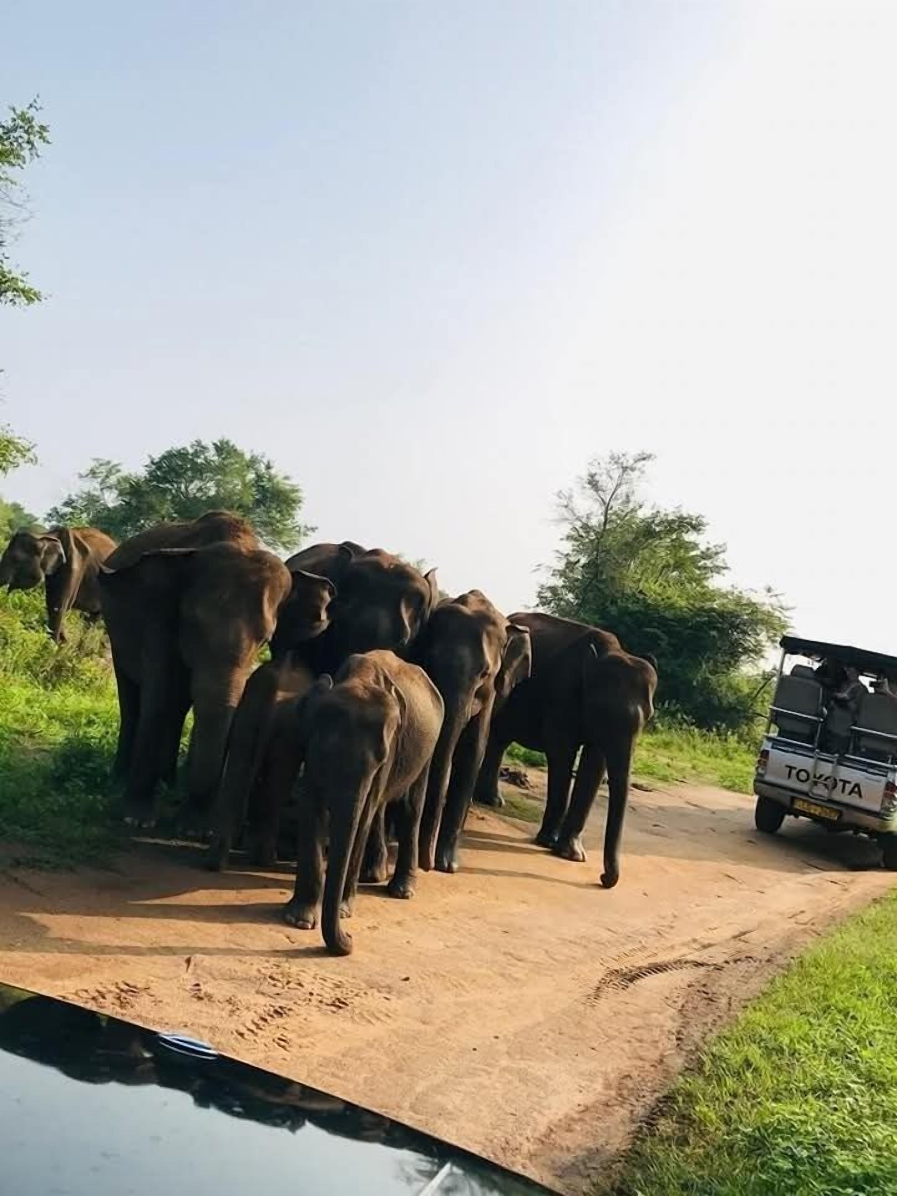 A group of elephants on a dirt road with a vehicle in the background.