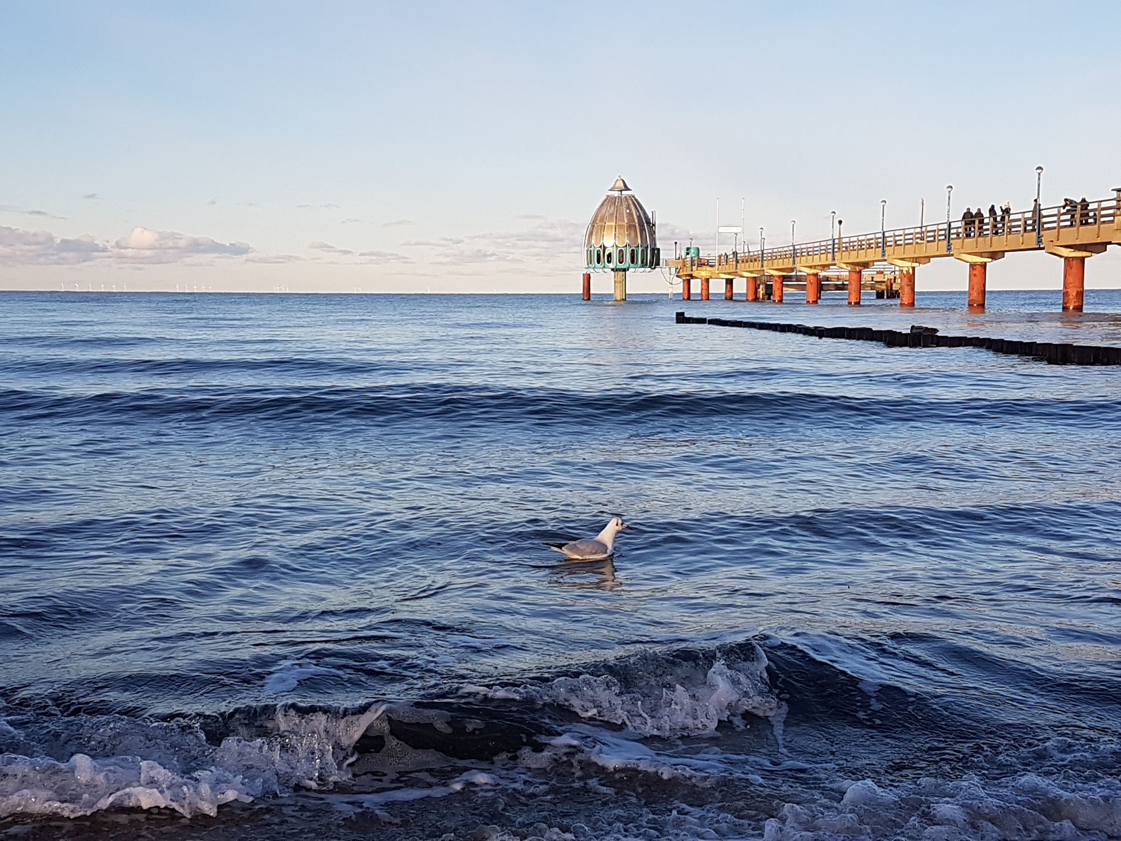 Un muelle se adentra en aguas tranquilas, con una gaviota nadando cerca.
