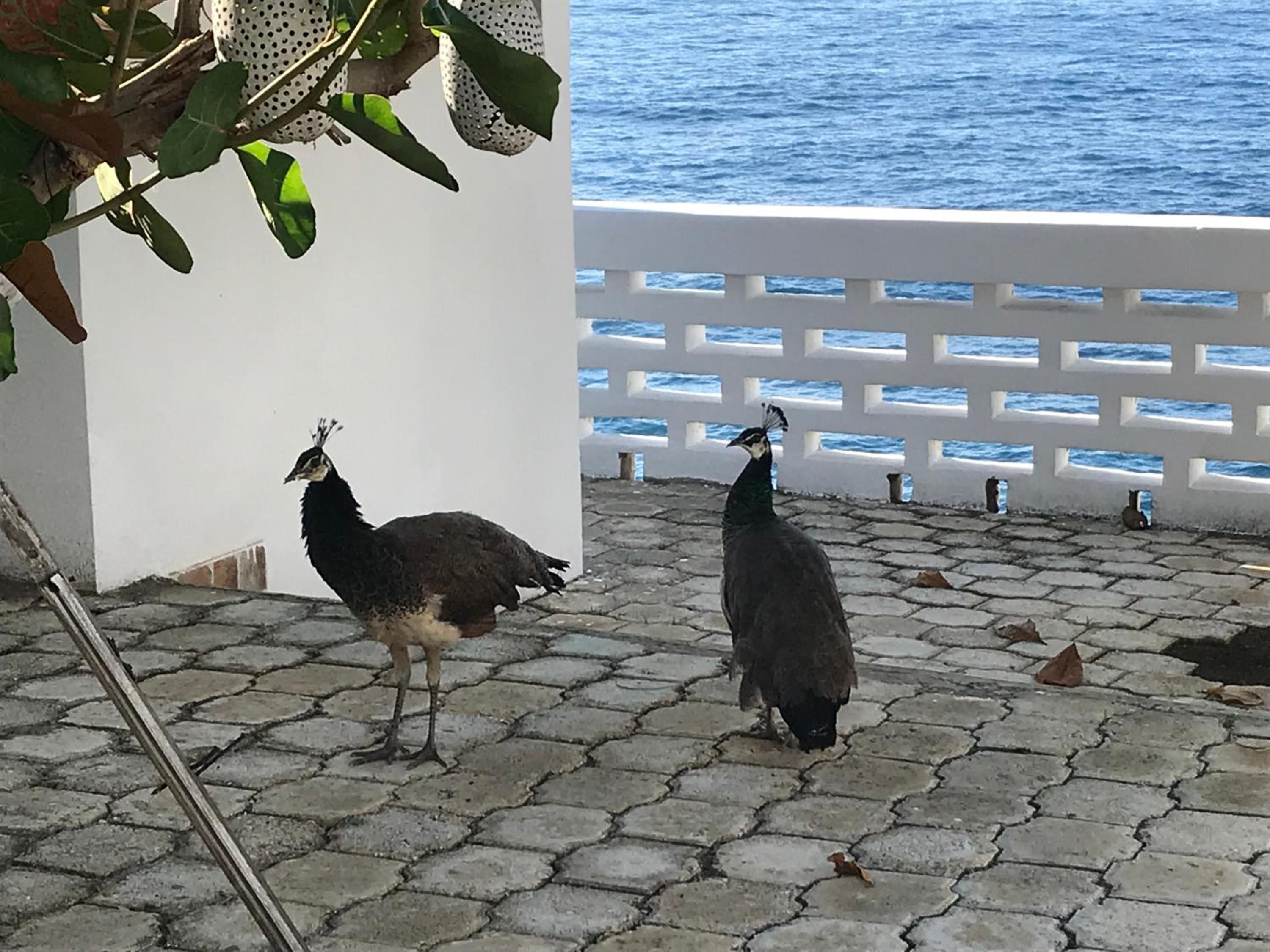 Two peacocks on a paved patio with a white fence and a body of water in the background.