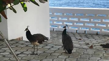 Zwei Pfauen auf einer gepflasterten Terrasse mit einem weißen Zaun und einem Gewässer im Hintergrund.