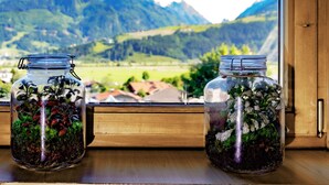 Two glass jars with plants on a wooden ledge by a window overlooking a mountainous landscape. - Landhaus Kitzblick (Piesendorf)