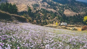 A mountainous landscape with a field of purple flowers in the foreground and a white building in the background. - Kyirmu Lodge Phaplu (Phaplu)