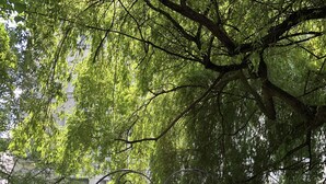 Een straat met bomen, een metalen hek en een gebouw op de achtergrond.