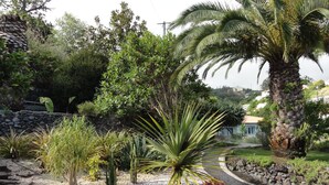 A landscaped garden with various plants, a palm tree, and a stone wall. - Madeiran Quinta with a wonderful 4000 m2 Botanical Garden with private pool (S.Gonçalo)