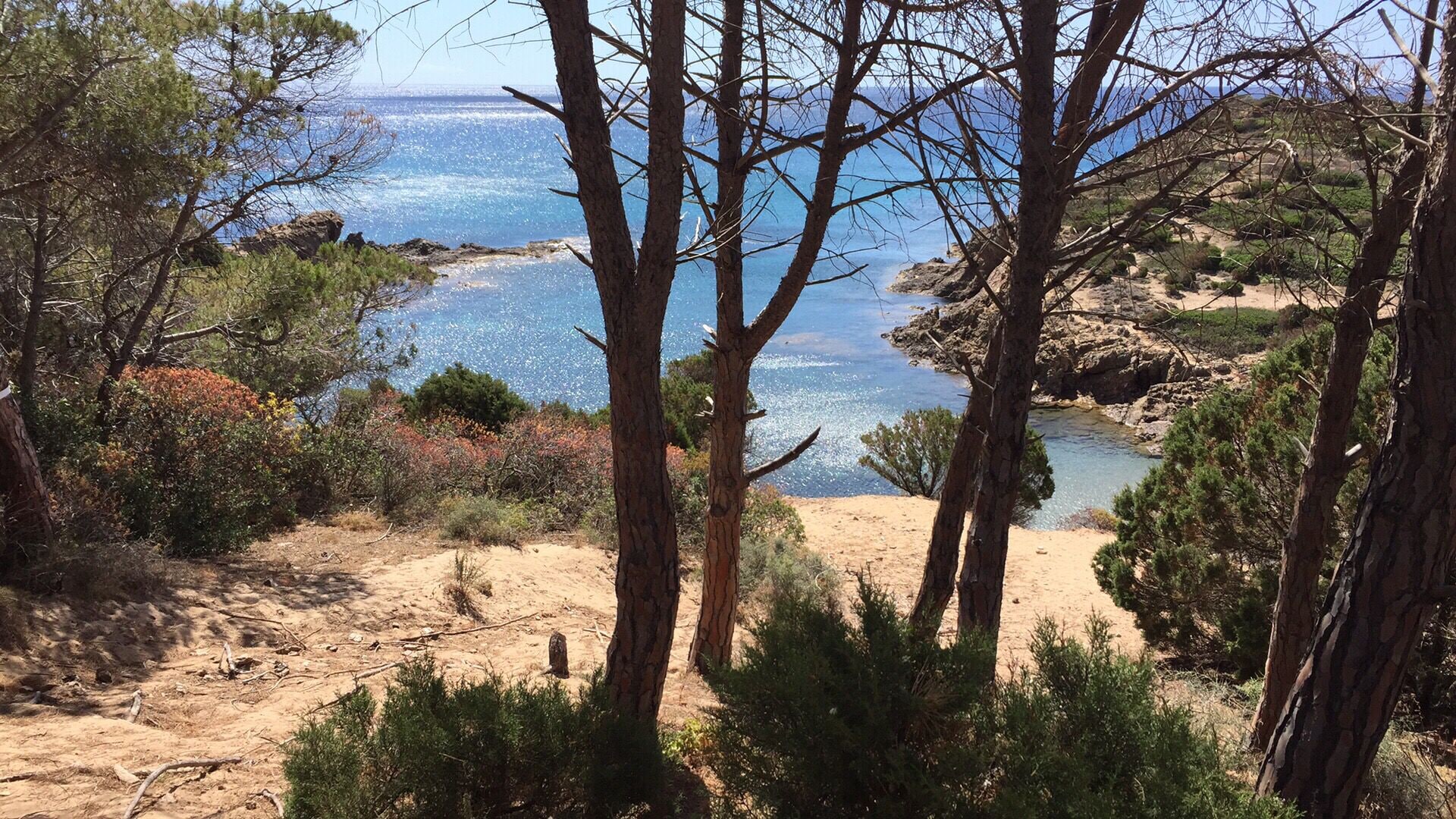 A coastal landscape with trees, a sandy beach, and a clear view of the sea.