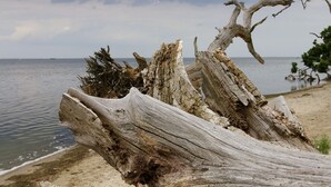 A weathered tree trunk on a beach with calm water in the background. - Cottage on the Bay of Greifswald between the sun islands of Rügen and Usedom (Ludwigsburg)
