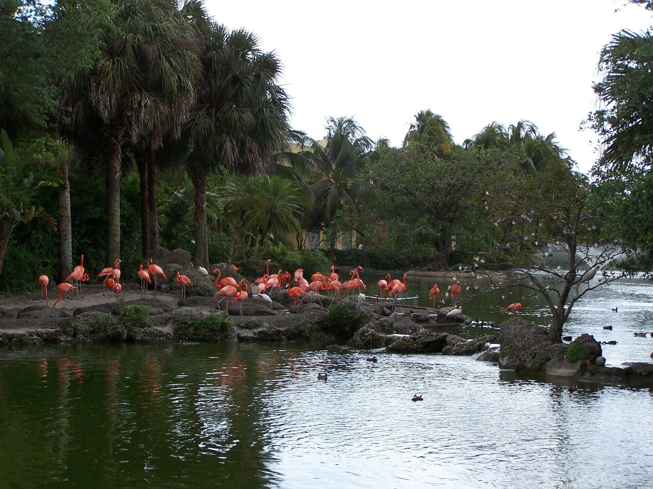 A natural setting with a group of flamingos standing on rocks by a body of water, surrounded by trees and vegetation.