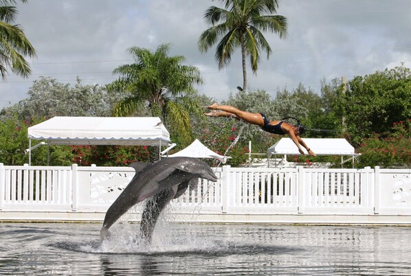 Un dauphin bondissant hors de l’eau, avec une personne réalisant une figure acrobatique.