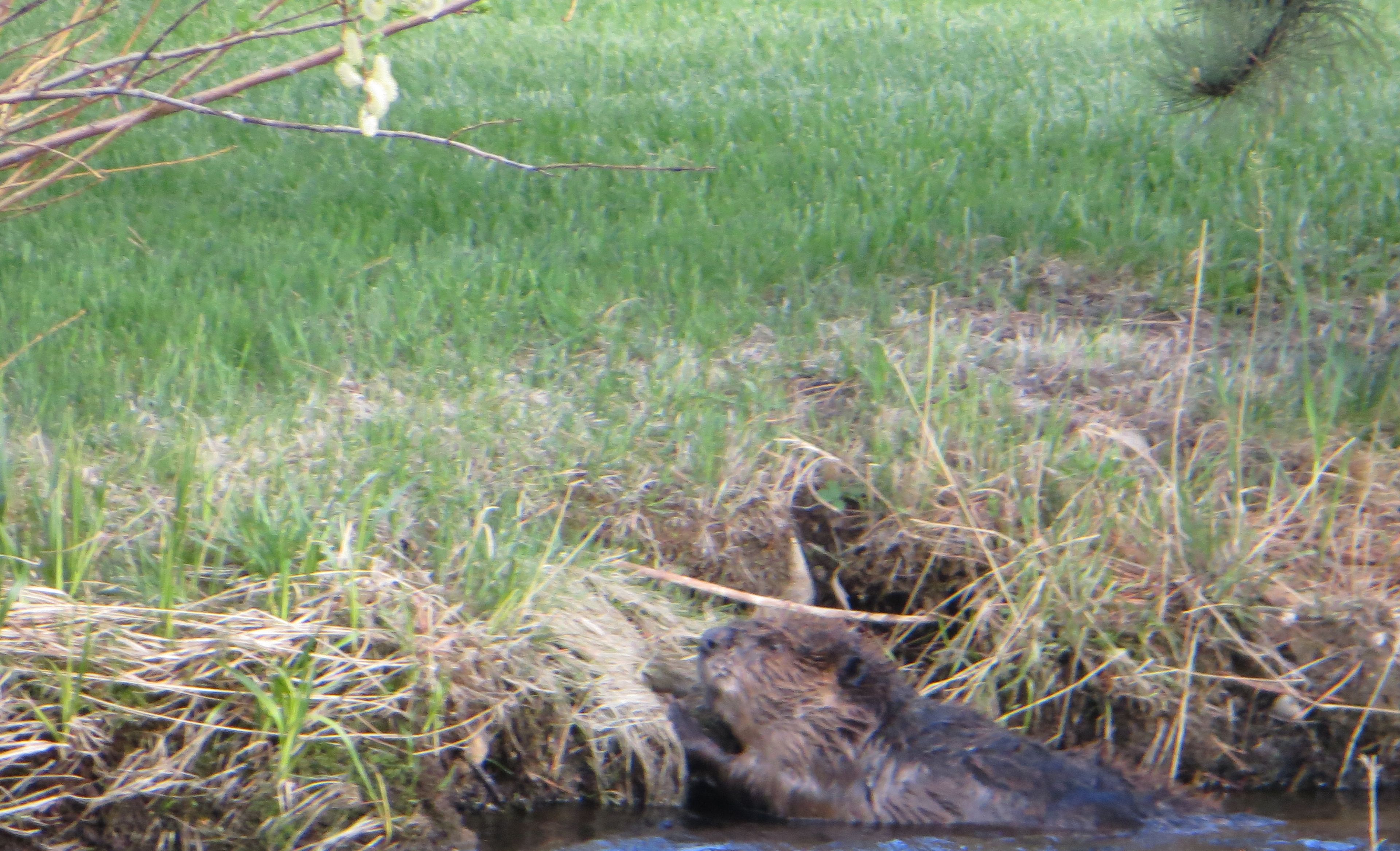 A beaver lying in a stream surrounded by grass and branches.