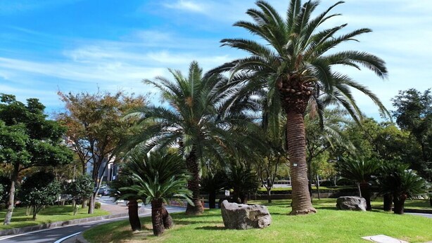 Un parque con palmeras y un sendero pavimentado.
