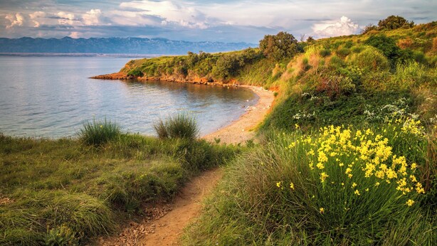 A coastal landscape with a dirt path leading to a sandy beach, surrounded by green vegetation and yellow flowers. - Holiday apartment 200 m from the sea (Sabunike)