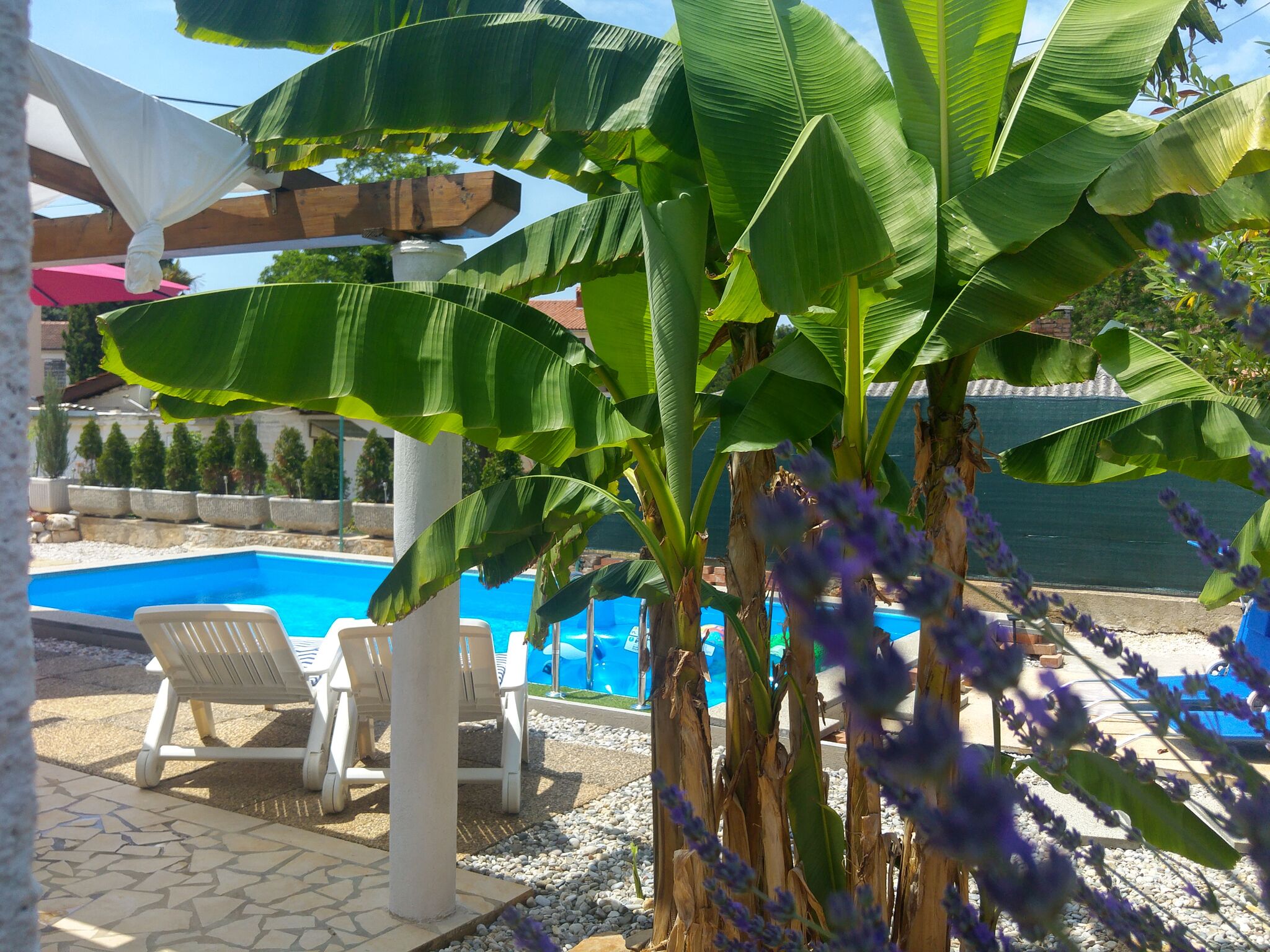 A pool area with chairs and banana plants.