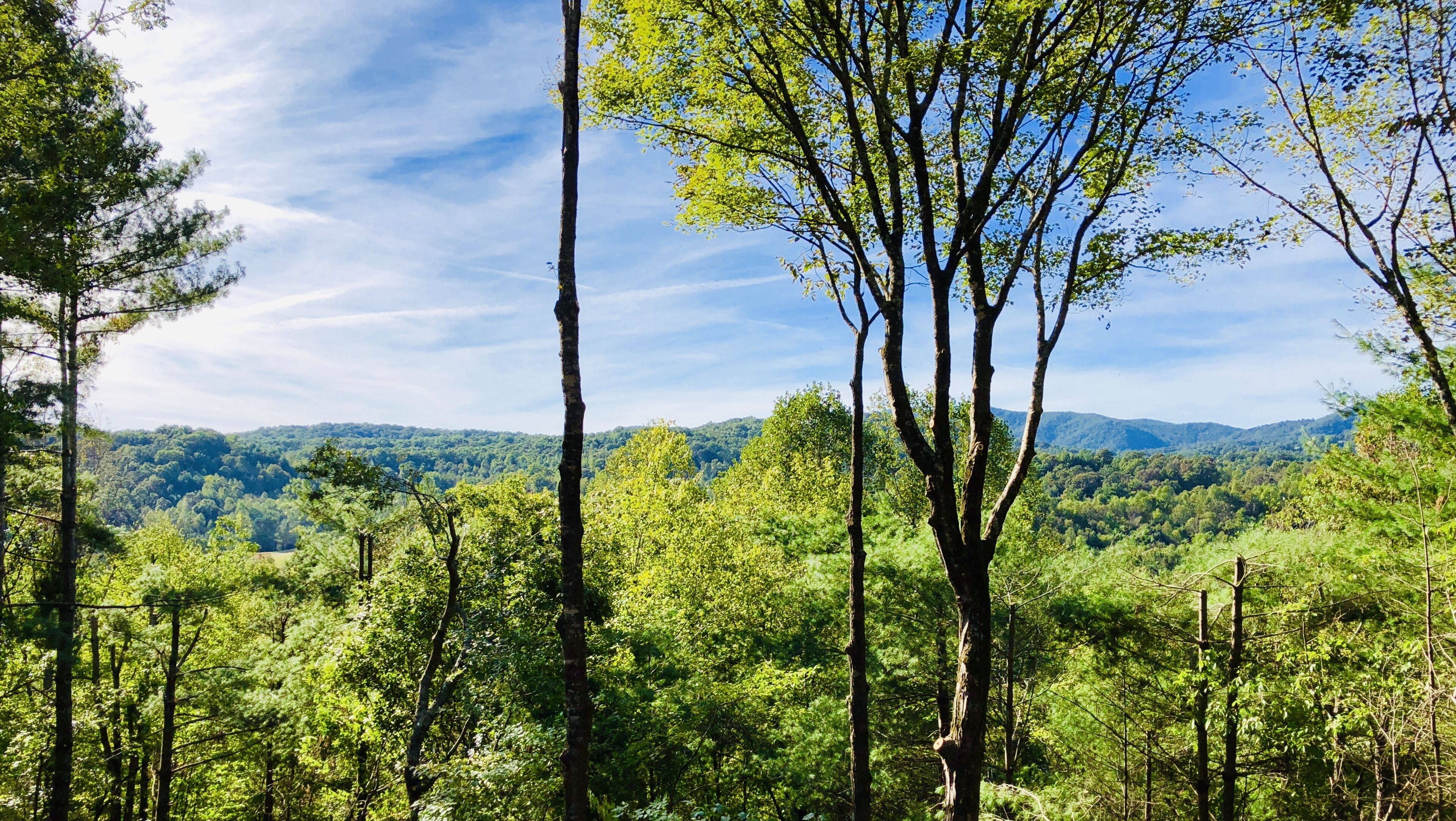 Un paysage boisé, avec de grands arbres et une chaîne de montagnes lointaine, sous un ciel dégagé.