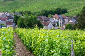 A vineyard with rows of grapevines and a cluster of houses in the background.