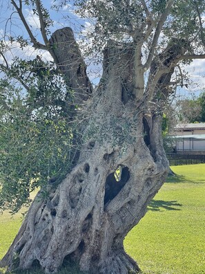 Exterior - Masseria Giamarra (Carpignano Salentino)