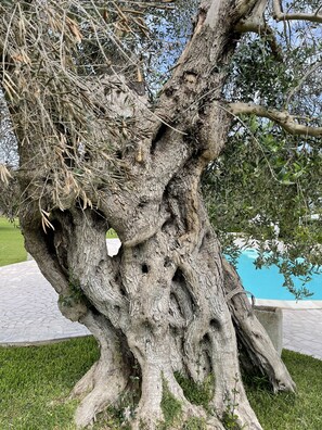 A large tree with a thick trunk and extensive root system, surrounded by grass and a paved area. - Masseria Giamarra (Carpignano Salentino)