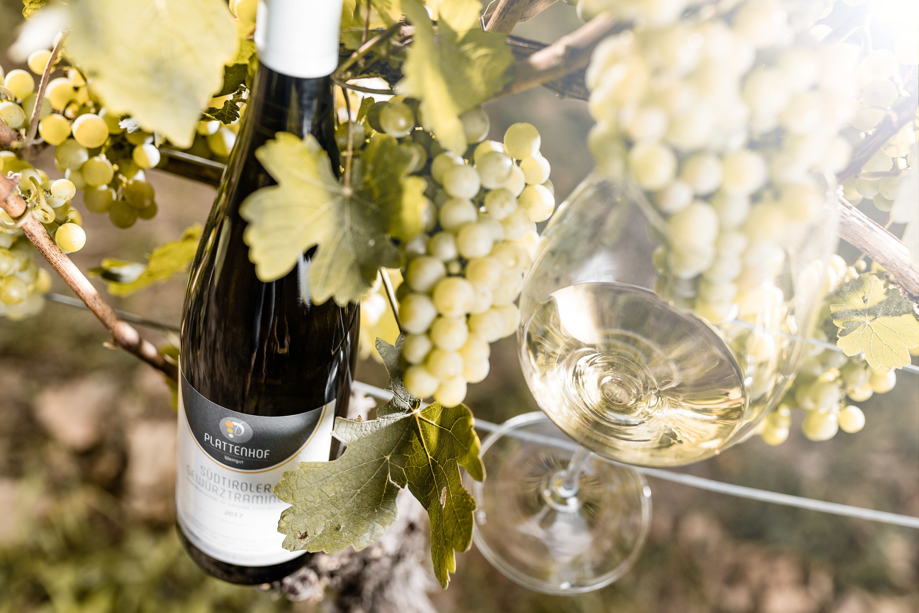 A bottle of Plattenhof wine and a glass of white wine, with grapes and leaves in the background.