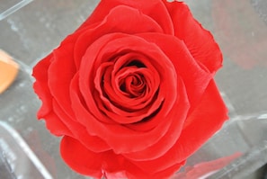 A red rose in a clear glass vase. - Ofra Matera (Matera)