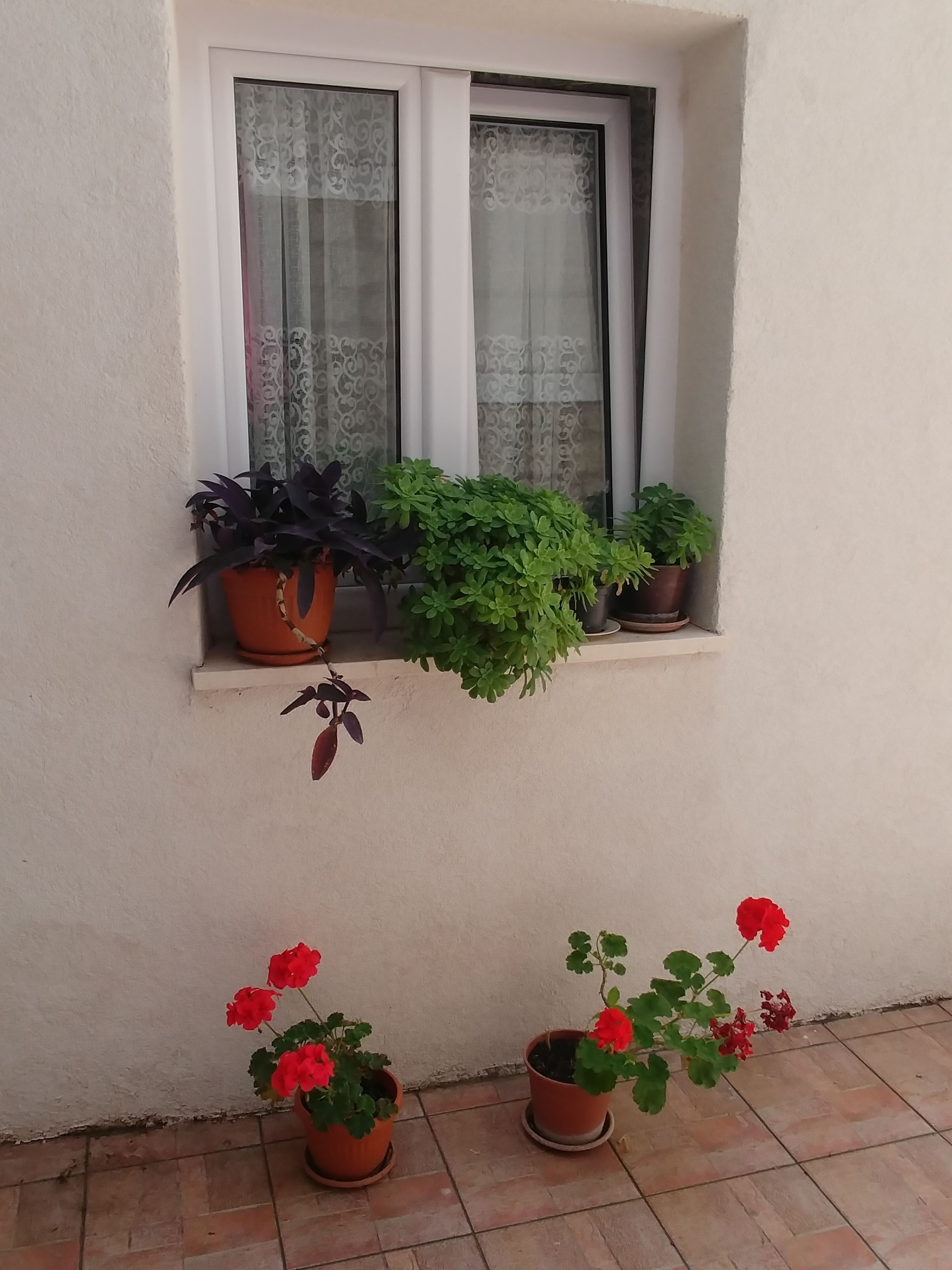 Une fenêtre avec deux plantes en pot sur le rebord et deux autres plantes en pot posées sur le sol.