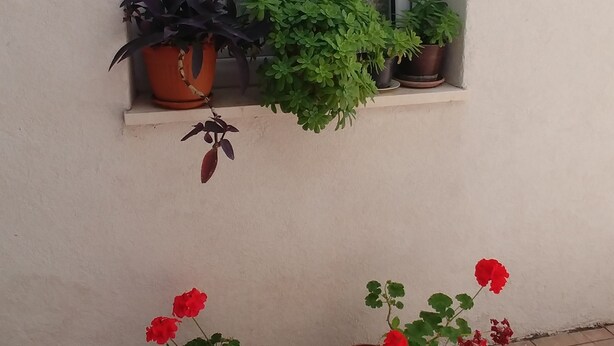 A window with two potted plants on the sill and two potted plants on the floor. - Cool Place (Split)