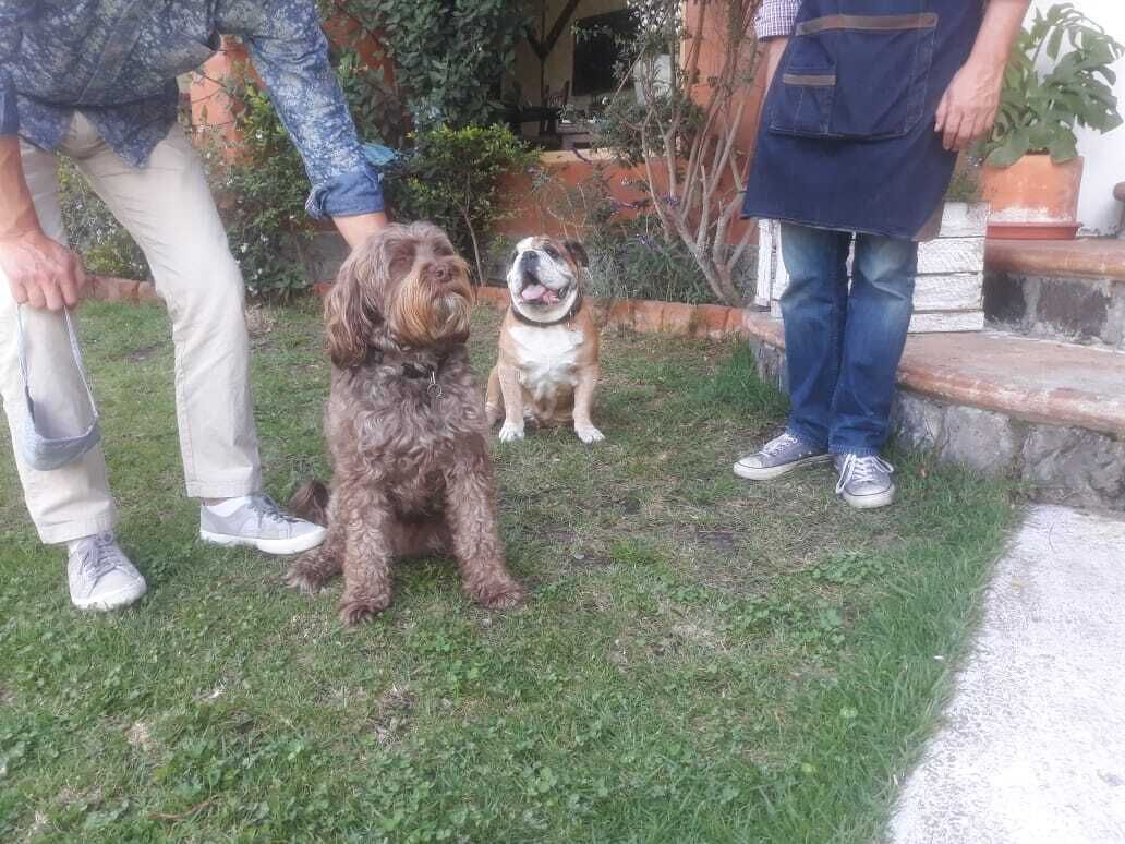 A grassy outdoor area with a dog and a person standing nearby.