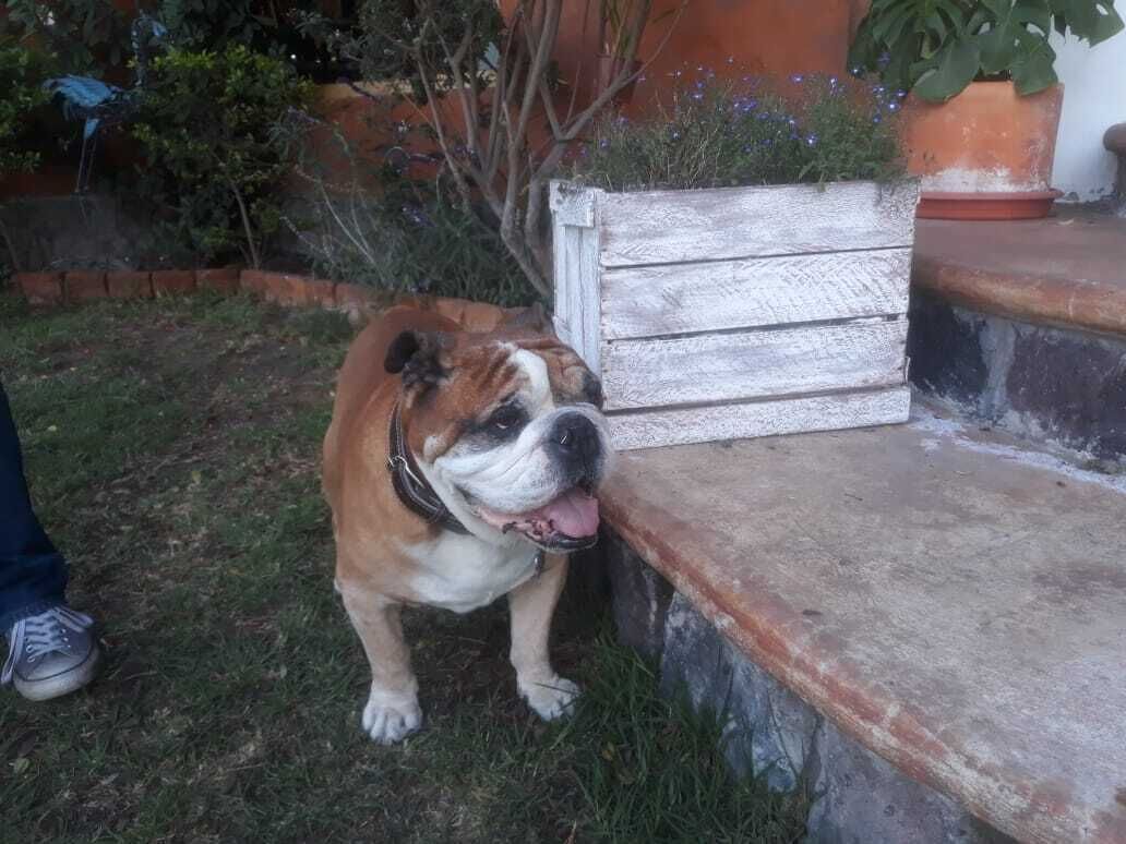 A bulldog sitting on a stone bench in a garden with a wooden planter and a brick wall in the background.